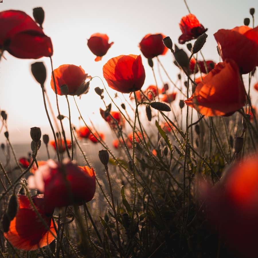 esempio di foto