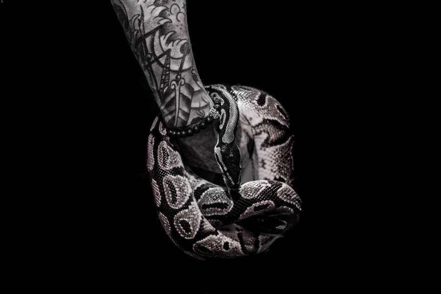 Tatuaggi di Serpenti: Simbolismo, Idee e Significato di un Tattoo Intrigante